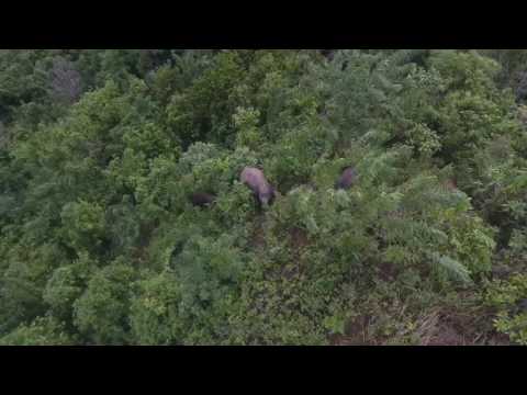 Can drone technology save the Sumatran elephant?