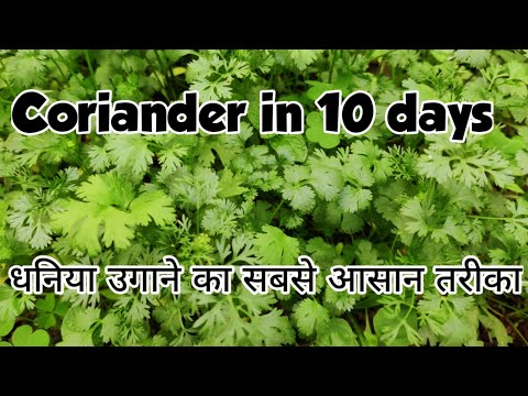 धनिया /Dhaniya उगाने का सबसे आसान तरीका | Fastest growing method of Coriander | Easy & Quick