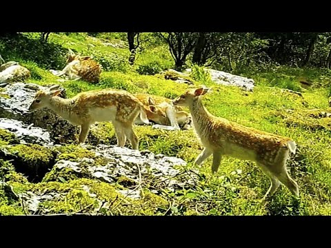 FALLOW DEER 2023 👀 Trail Camera Video Footage 👀         Dama dama