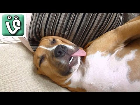 Try Not To Laugh Or Grin While Watching Cat & Dog Vines Compilation 2016