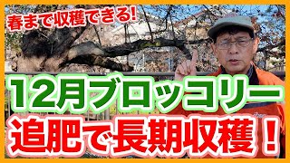 家庭菜園や農園のブロッコリー栽培で追肥して春まで収穫！脇芽を上手に育てるコツとブロッコリーの育て方！【農家直伝】