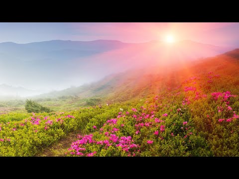 행복 시크릿명상🌲하루10분 만병을 치료 해주는 힐링 명상 기치료 음악 및 영상 - 아침음악, 힐링음악, 명상음악, 스트레스해소음악