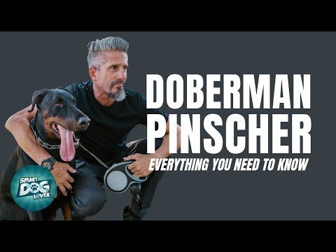 Doberman Pinscher Dogs 101| Everything You Need to Know