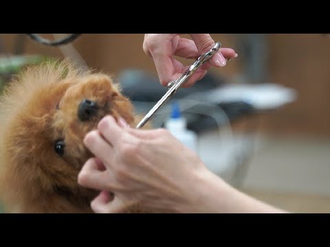 トイプードル　プリン　ファースト　トリミング　first grooming toy　poodle puppy