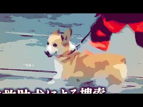 レスキュードッグの謎