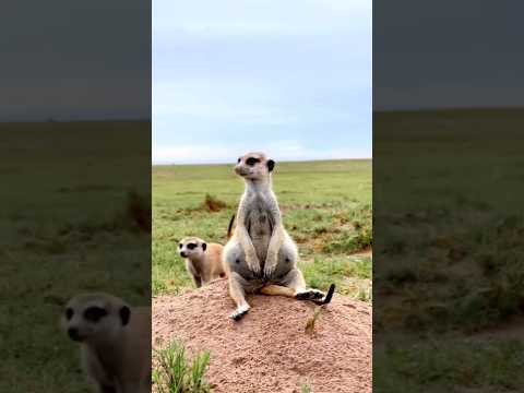 Funny meerkat 🤣 animal#Mongoose#comedy#shorts#viral#trending#trends