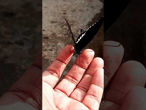 Cute animals #shorts #shortvideo #short #butterfly  #insects #cute #cuteanimals #sooftfishing #viral