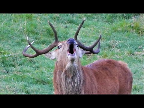 RED DEER RUT 2021 👀 Dancing STAG Charging 👀