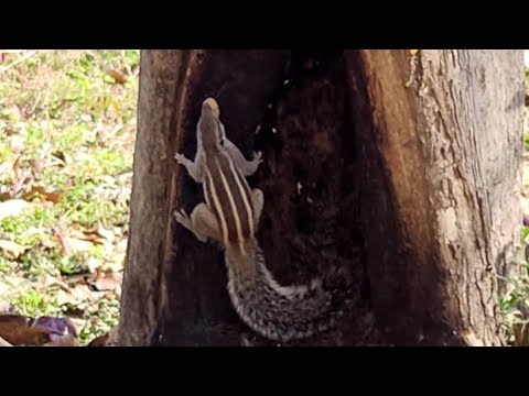 Cute Chipmunk eating peanuts 🐿️ 🥜 #shorts