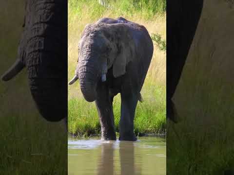 Elephant 🐘🐘 animals #wildlifesafaris #cuteanimals #animals #elephant #viralvideo