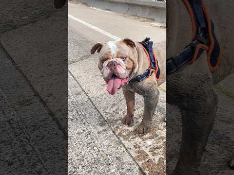 On the beach with my BRITISH BULLDOG #britishbulldog #explore #bulldog #shorts