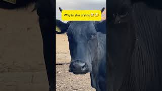 Why is she crying🥹#animals #mountains #mountainvillagelife #cowvideos