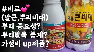 #비료(발근, 뿌리비대)💕  가성비 좋은 발근제, 구근비대제😃  뿌리 중요성?  뿌리발육이 나빠지는 이유?