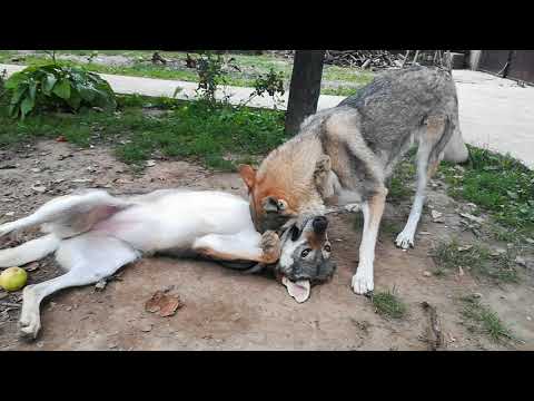 Czechoslovakian Wolfdogs "Vanya Lupi del Montale" vs "Apolónia Ozvena hôr" (Round 1)