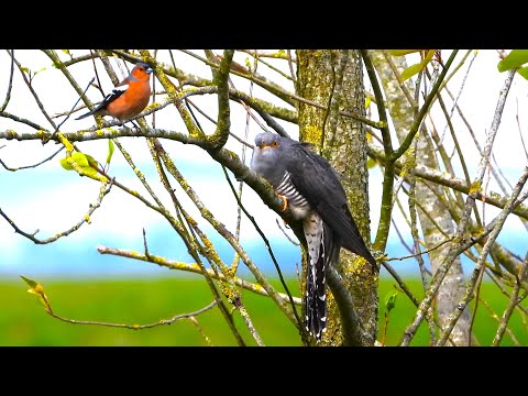 CUCKOO versus CHAFFINCH    Cuculus canorus