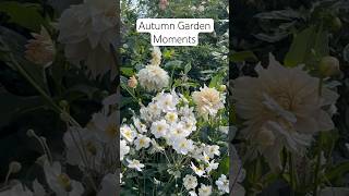 Autumn Garden Flowers #garden #autumngarden #gardening #homegrownflowers #flower