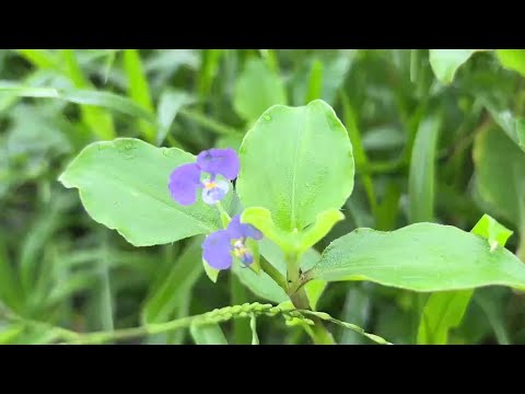 가을에 듣기 좋은 힐링음악모음 🌲하루10분 만병을 치료 해주는 힐링 명상 기치료 음악 및 영상 - 아침음악, 힐링음악, 명상음악, 스트레스해소음악