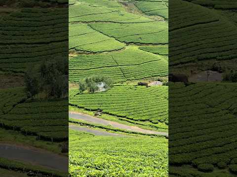 MUNNAR MUST VISIT THIS PLACE IDli hills munnar @LPNVLOGS #LPNVLOGS #munnartour #munnar #travel