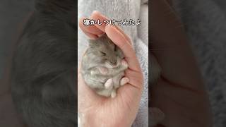 ハムスター(ぽぽ)の寝かしつけ#ハムスター #ハムスターのいる生活 #hamsters #cute #cuteanimal #kawaii #癒し#かわいい#love #癒し動画