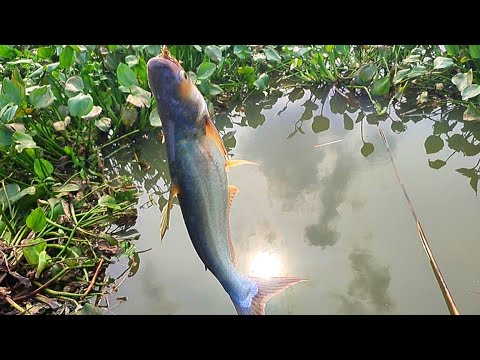 বিলে টানে টানে পাঙ্গাস ও কার্পো মাছ ধরা | amazing village boy hook fishing #fish #fishing #catfish