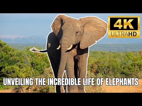 Secrets of the Giant: Unveiling the Incredible Life of Elephants | Amazing Facts About Elephants