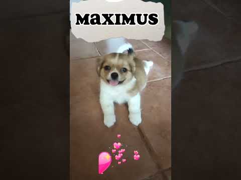 Maximus shih tzu ba talaga breed mo, two months old kana maiksi pa balahibo #cutiepie  #ytshorts