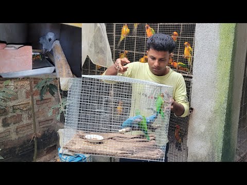 Big Big Parrot,s Mix Seeds & Bird,s / Birds Careful in Home