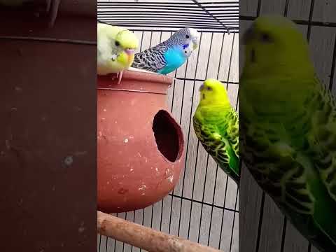 many budgies bird's sound .... #budgies #birds #lovebirds