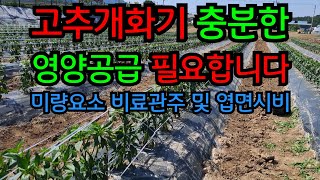 고추개화기 충분한 영양공급 필요합니다. [미량요소 비료 관주 및 엽면시비) #고추농사 #농사브이로그 #엽면시비 #고추개화기 #비료 #관주 #38선농원