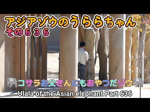 アジアゾウのうららちゃん（６３６）🐘コサラお父さんにもおやつだゾウ🐘（東山動植物園）Ulala of the Asian elephant Part 636