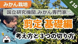 【みかん栽培】#10 剪定　基礎編　考え方と３つの切り方