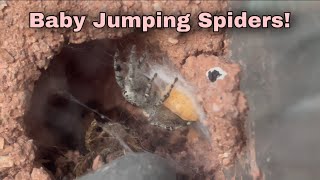 Jumping spider life cycle