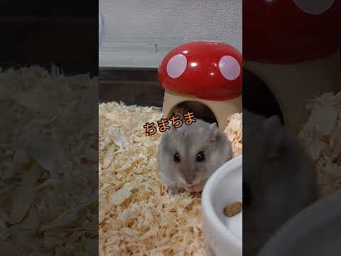 ハムスターの食べ方が可愛すぎる（ピク）#ハムスター #ちまちま#可愛い#癒し#食べ方#hamsters