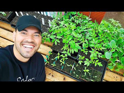 Potting Up My Tomatoes & A Secret Trip with @jacquesinthegarden!