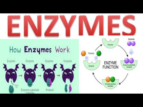 #enzyme #mechanism of enzyme action#lock and key & nduced feet hypotheses #bsc 5sem botany#enzyme