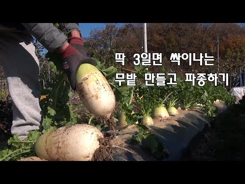 [가을 김장 채소밭 1부] 딱 3일이면 싹이 나오는 무밭 만들기와 무씨 파종방법