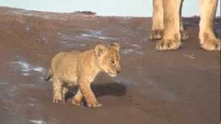 Lion Cubs Growling in the Serengeti