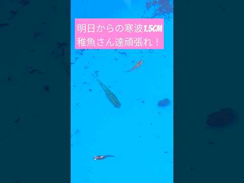 (めだか)明日からの寒波1.5cmの稚魚さん達頑張れ！#メダカ#越冬