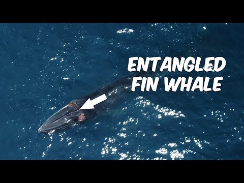 Entangled Fin Whale Near Dana Point, CA 🚨