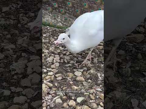 McCloud tries a tortilla #funnyanimals #funnypets #petbirds #birds #peacock