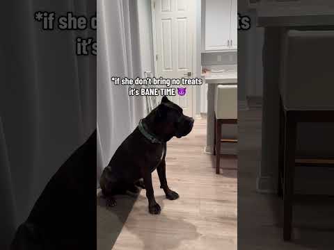 Mom’s not yelling at Bane in the new year #raisingbane #proudmoms #banethedog #funnydogvideos