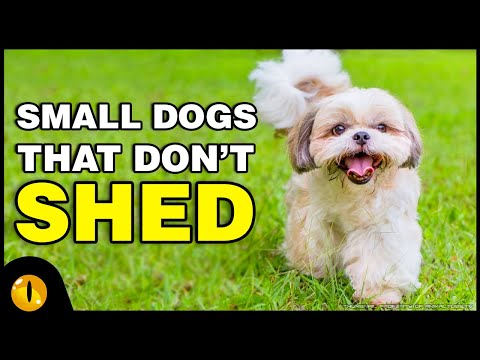 TOP 10 SMALL DOGS THAT DON'T SHED