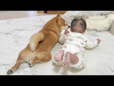 赤ちゃんの突然の行動にびっくりして飛び上がってしまう豆柴