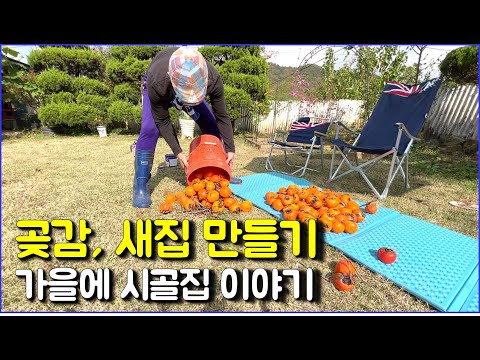 곶감, 새집, 향나무 전정, 다이소용품 활용 / countryside, persimmon, bird nest, camping tools