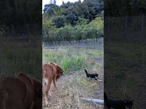 柴犬の大きすぎる遊び相手馬 #dog #和柴 #柴犬 #dogtype #shiba #馬 #horses