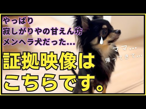 【隠し撮り】寂しがりやの甘えん坊メンヘラチワワはこちらです。