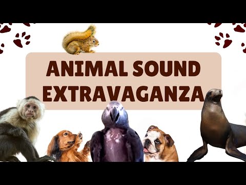 Einstein’s Dog Impressions and Animal Sound Extravaganza!