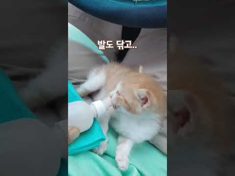 냥이 식사 시간이에요 #고양이