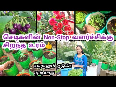 Maadi thottam🌱செடிகளின் Non-Stop வளர்ச்சிக்கு சிறந்த உரம்💥 Maadi thottam fertilizer for plants🏡