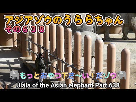 アジアゾウのうららちゃん（６３８）🐘もっとおやつ下さ～い！だゾウ🐘（東山動植物園）Ulala of the Asian elephant Part 638